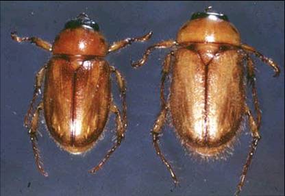 Chafer Adult